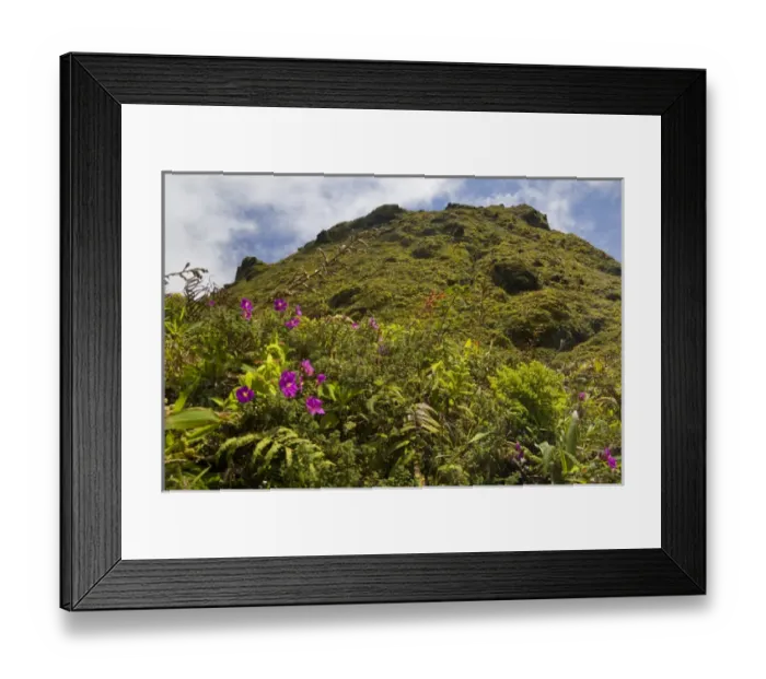 Framed Print : MARTINIQUE. French Antilles. West Indies. Low-growing, lush vegetation covers summit of Mt Framed Print : MARTINIQUE. French Antilles. West Indies. Low-growing, lush vegetation covers summit of Mt