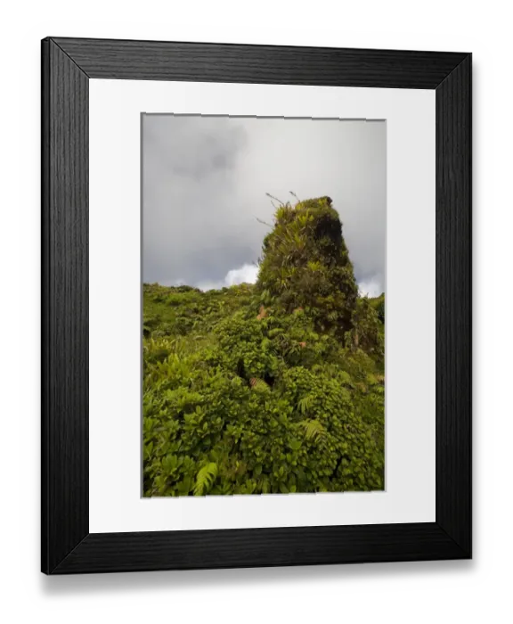Framed Print : MARTINIQUE. French Antilles. West Indies. Low-growing lush tropical vegetation covers Framed Print : MARTINIQUE. French Antilles. West Indies. Low-growing lush tropical vegetation covers
