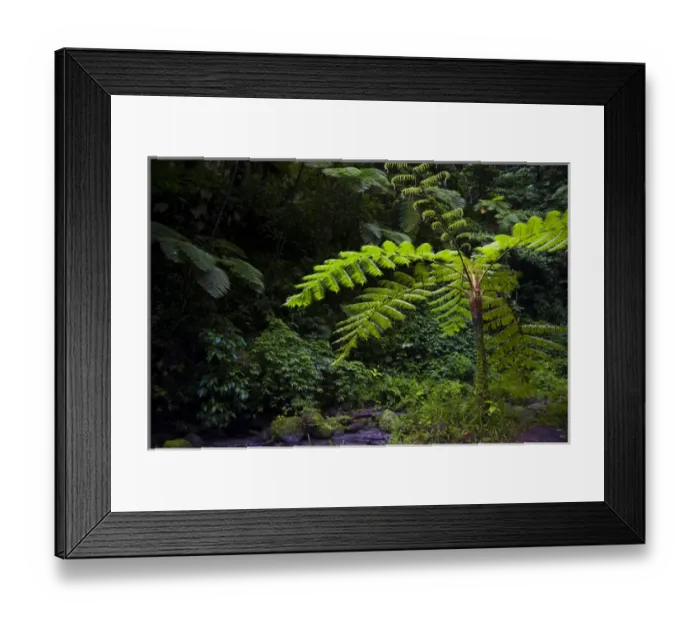 Framed Print : MARTINIQUE. French Antilles. West Indies. Tree fern (Cyathea spp. ) in the Gorge of Framed Print : MARTINIQUE. French Antilles. West Indies. Tree fern (Cyathea spp. ) in the Gorge of