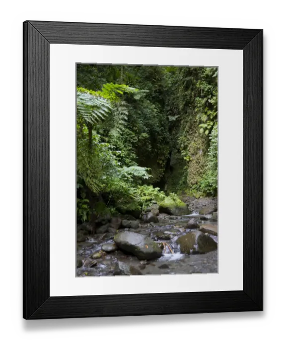 Framed Print : MARTINIQUE. French Antilles. West Indies. Falaise River emerges from narrows in Gorge Framed Print : MARTINIQUE. French Antilles. West Indies. Falaise River emerges from narrows in Gorge