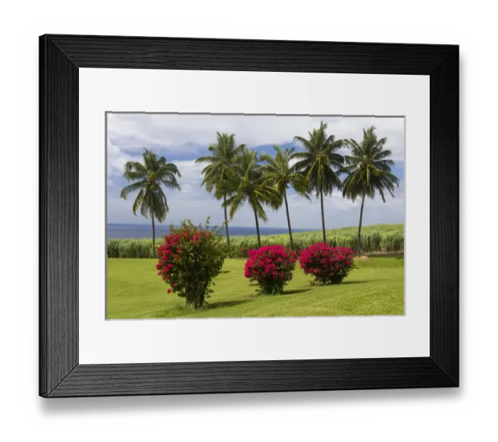 Framed Print : MARTINIQUE. French Antilles. West Indies. St. Pierre. Blooming bougaivillea, royal Framed Print : MARTINIQUE. French Antilles. West Indies. St. Pierre. Blooming bougaivillea, royal