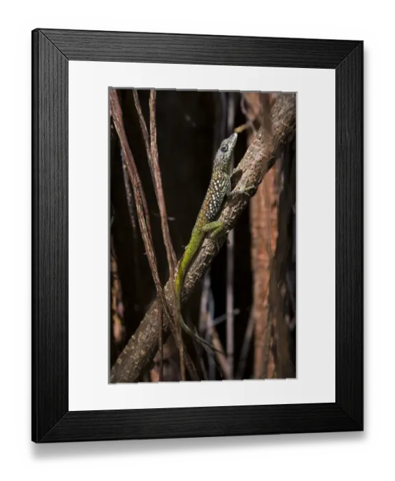 Framed Print : MARTINIQUE. French Antilles. West Indies. St. Pierre. Anole lizard on imported rubber Framed Print : MARTINIQUE. French Antilles. West Indies. St. Pierre. Anole lizard on imported rubber
