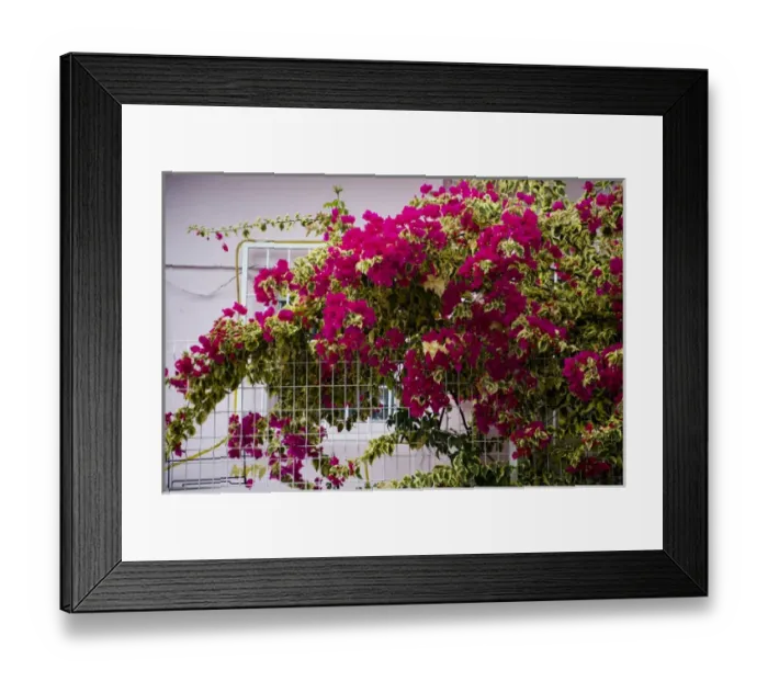 Framed Print : MARTINIQUE. French Antilles. West Indies. Tropical flowers blooming outside house in St Framed Print : MARTINIQUE. French Antilles. West Indies. Tropical flowers blooming outside house in St