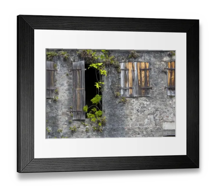Framed Print : MARTINIQUE. French Antilles. West Indies. Tropical plants growing on exterior of