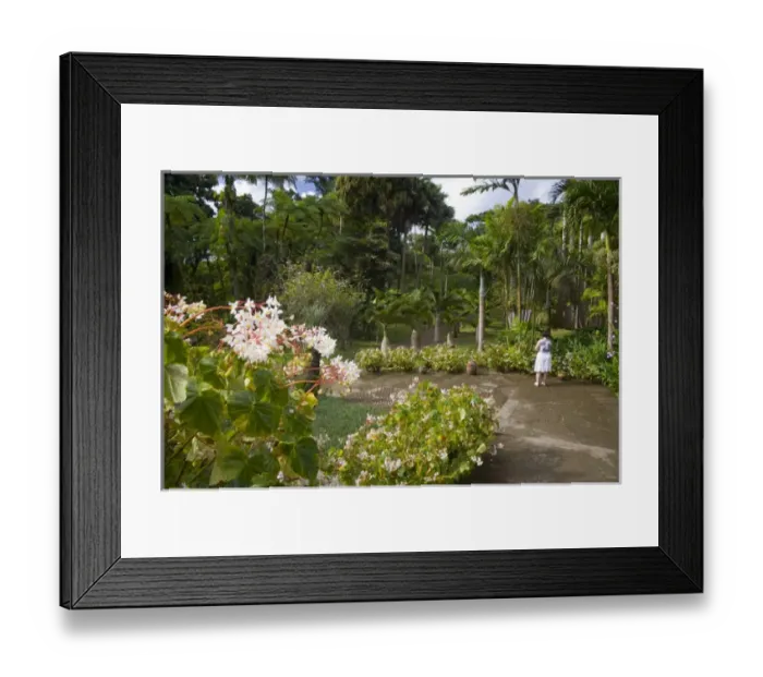 Framed Print : MARTINIQUE. French Antilles. West Indies. Visitor & blooming begonias at Jardin de Balata Framed Print : MARTINIQUE. French Antilles. West Indies. Visitor & blooming begonias at Jardin de Balata