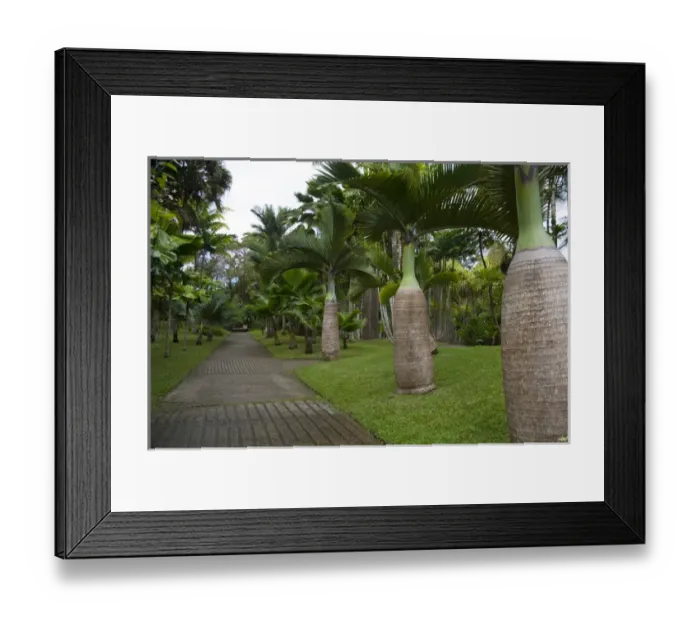Framed Print : MARTINIQUE. French Antilles. West Indies. Walkway & palms at Jardin de Balata (Balata Garden) Framed Print : MARTINIQUE. French Antilles. West Indies. Walkway & palms at Jardin de Balata (Balata Garden)