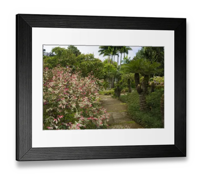 Framed Print : MARTINIQUE. French Antilles. West Indies. Walkway at Jardin de Balata (Balata Garden) Framed Print : MARTINIQUE. French Antilles. West Indies. Walkway at Jardin de Balata (Balata Garden)