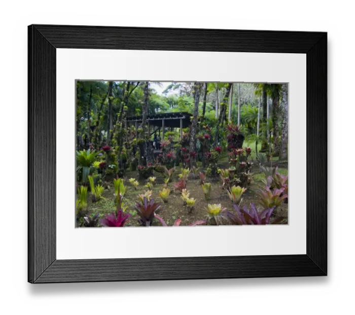Framed Print : MARTINIQUE. French Antilles. West Indies. Bromeliads & shelter at Jardin de Balata (Balata Garden) Framed Print : MARTINIQUE. French Antilles. West Indies. Bromeliads & shelter at Jardin de Balata (Balata Garden)