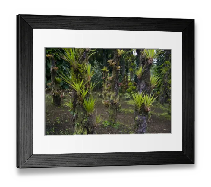 Framed Print : MARTINIQUE. French Antilles. West Indies. Bromeliads at Jardin de Balata (Balata Garden)