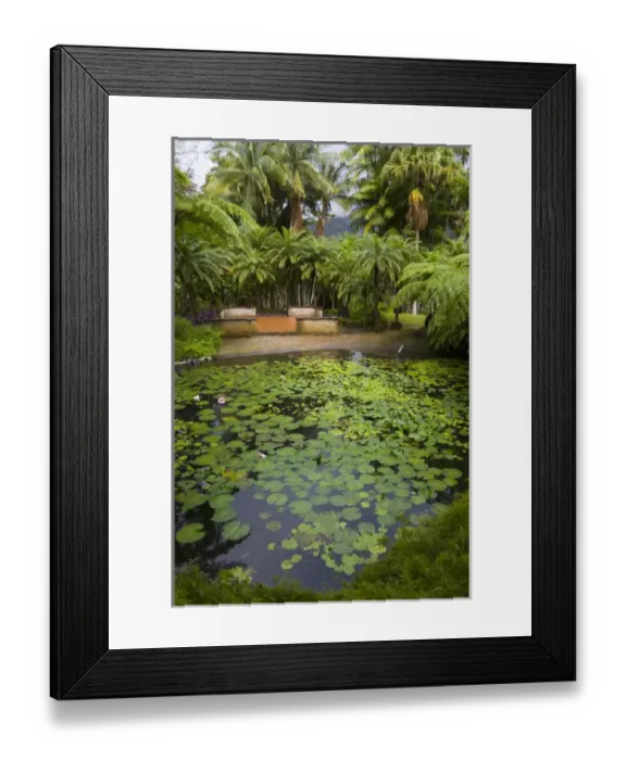 Framed Print : MARTINIQUE. French Antilles. West Indies. Pond at Jardin de Balata (Balata Garden) Framed Print : MARTINIQUE. French Antilles. West Indies. Pond at Jardin de Balata (Balata Garden)