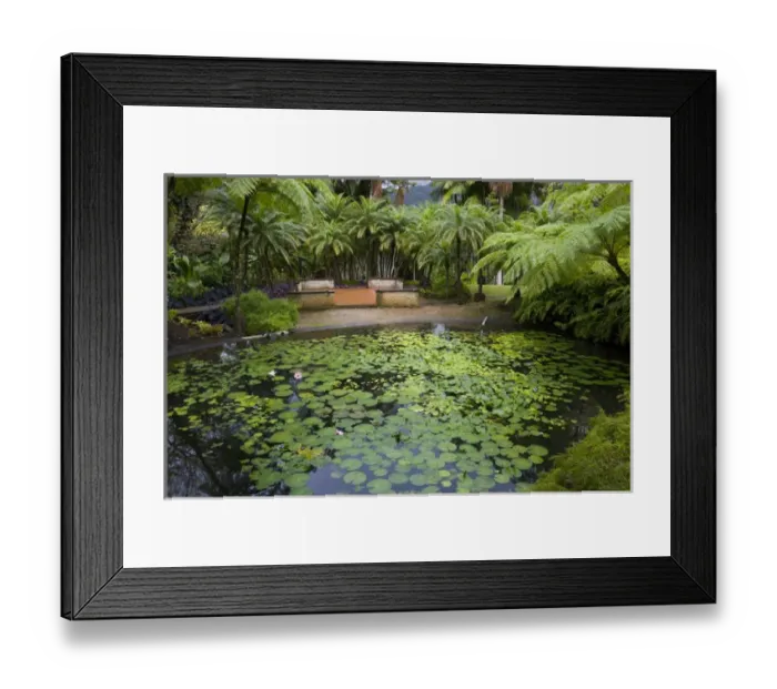 Framed Print : MARTINIQUE. French Antilles. West Indies. Pond at Jardin de Balata (Balata Garden) Framed Print : MARTINIQUE. French Antilles. West Indies. Pond at Jardin de Balata (Balata Garden)