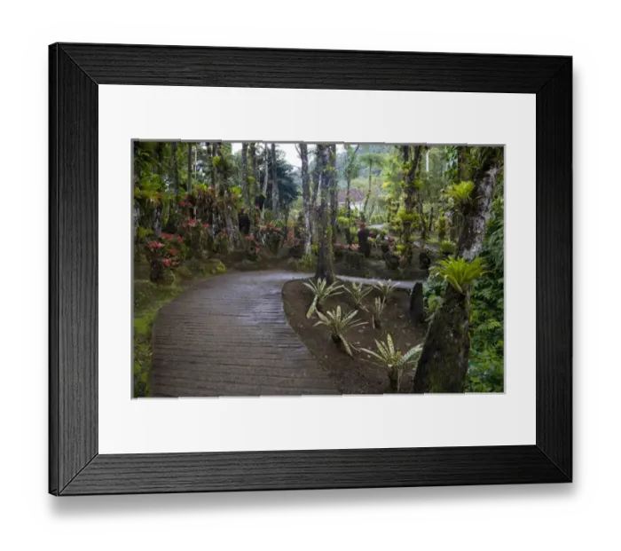 Framed Print : MARTINIQUE. French Antilles. West Indies. Walkway at Jardin de Balata (Balata Garden) Framed Print : MARTINIQUE. French Antilles. West Indies. Walkway at Jardin de Balata (Balata Garden)