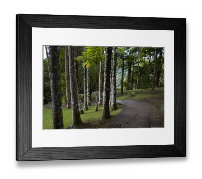 Framed Print : MARTINIQUE. French Antilles. West Indies. Walkway & palms at Jardin de Balata (Balata Garden) Framed Print : MARTINIQUE. French Antilles. West Indies. Walkway & palms at Jardin de Balata (Balata Garden)