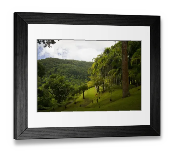 Framed Print : MARTINIQUE. French Antilles. West Indies. Palms on slope at Jardin de Balata (Balata Garden) Framed Print : MARTINIQUE. French Antilles. West Indies. Palms on slope at Jardin de Balata (Balata Garden)