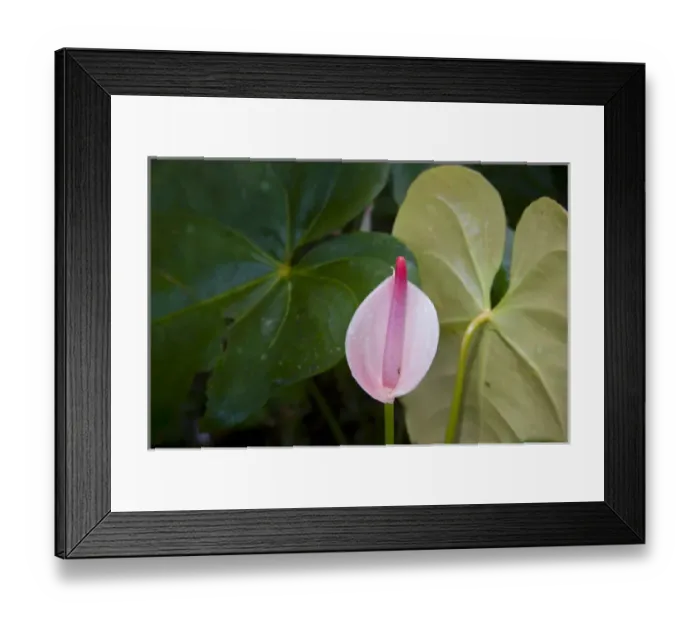 Framed Print : MARTINIQUE. French Antilles. West Indies. Peace lily (Spathiphyllum spp. ) at Jardin de Balata Framed Print : MARTINIQUE. French Antilles. West Indies. Peace lily (Spathiphyllum spp. ) at Jardin de Balata