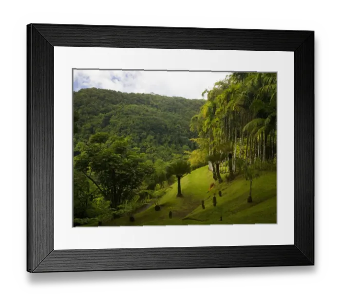 Framed Print : MARTINIQUE. French Antilles. West Indies. Palms on slope at Jardin de Balata (Balata Garden)