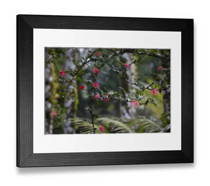 Framed Print : MARTINIQUE. French Antilles. West Indies. Calliandra (Calliandra spp. ) in bloom Framed Print : MARTINIQUE. French Antilles. West Indies. Calliandra (Calliandra spp. ) in bloom
