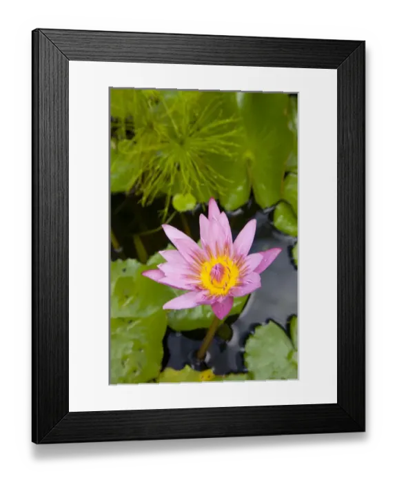 Framed Print : MARTINIQUE. French Antilles. West Indies. Blue water lily (Nymphae coerulea) flower Framed Print : MARTINIQUE. French Antilles. West Indies. Blue water lily (Nymphae coerulea) flower