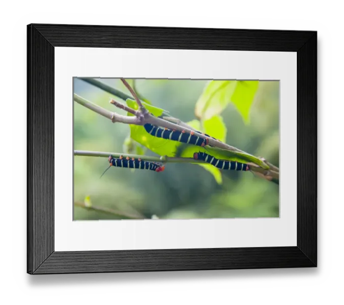 Framed Print : MARTINIQUE. French Antilles. West Indies. Caterpillers on tree at Jardin de Balata (Balata Garden)