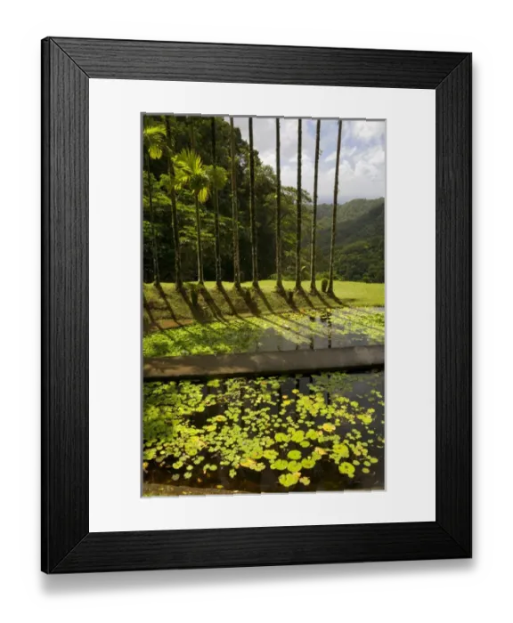 Framed Print : MARTINIQUE. French Antilles. West Indies. Pond & betel nut palms (Areca catechu) Framed Print : MARTINIQUE. French Antilles. West Indies. Pond & betel nut palms (Areca catechu)
