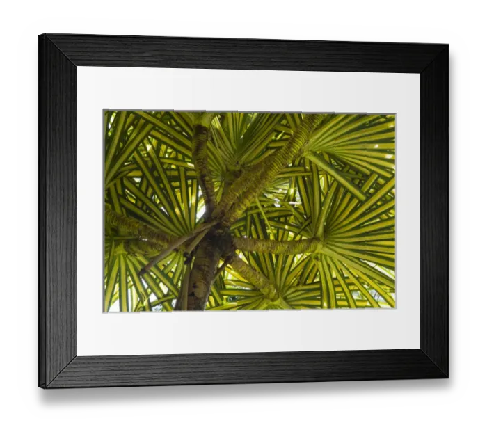 Framed Print : MARTINIQUE. French Antilles. West Indies. Pandanus tree (Pandanus sanderi) at Jardin de Balata Framed Print : MARTINIQUE. French Antilles. West Indies. Pandanus tree (Pandanus sanderi) at Jardin de Balata