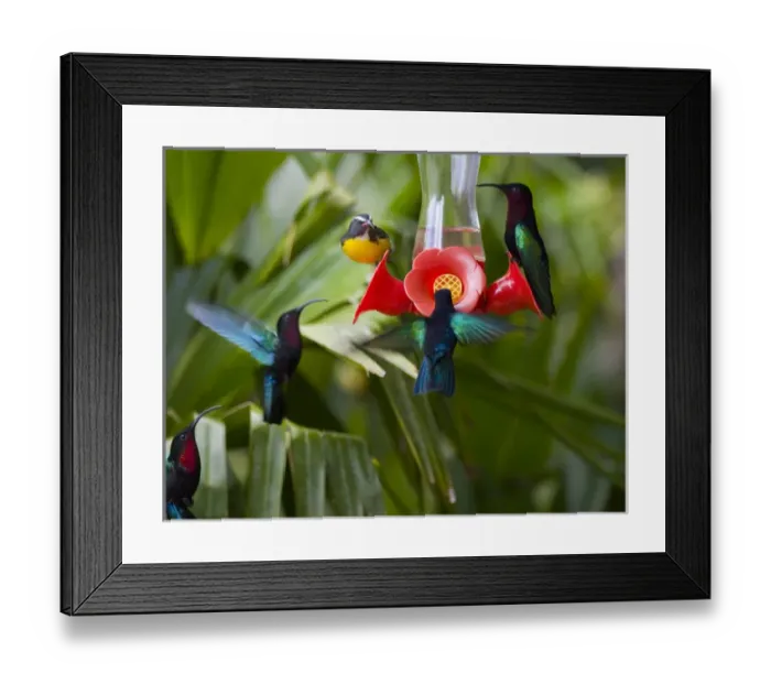 Framed Print : MARTINIQUE, French Antilles, West Indies, Purple-throated Carib hummingbirds (Eulampis Framed Print : MARTINIQUE, French Antilles, West Indies, Purple-throated Carib hummingbirds (Eulampis