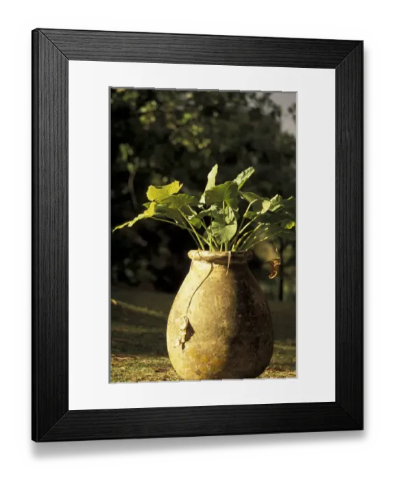 Framed Print : Caribbean, French West Indies, Martinique Habitation Clement, Hum Plantation in Framed Print : Caribbean, French West Indies, Martinique Habitation Clement, Hum Plantation in