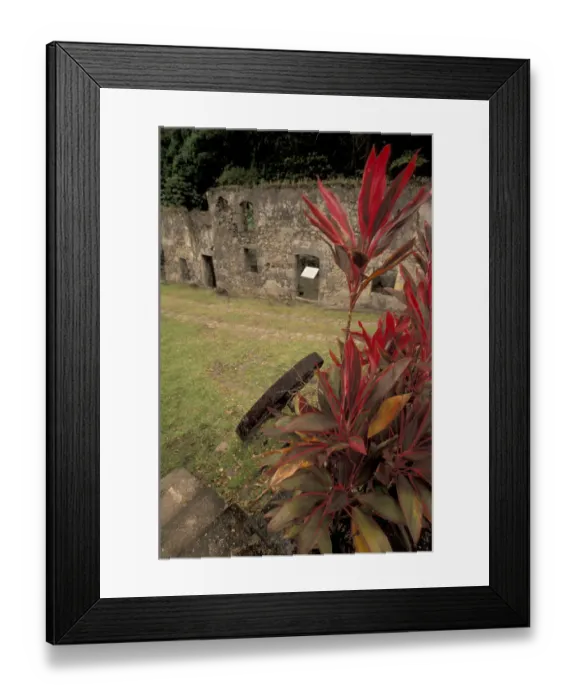 Framed Print : Caribbean, French West Indies, Martinique; Anse Ceron Habitation Ceron sugar plantation