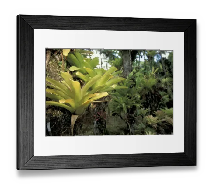 Framed Print : Caribbean, French West Indies, Martinique Jardin de Balata; Tillandsia (Bromiliaceae) Framed Print : Caribbean, French West Indies, Martinique Jardin de Balata; Tillandsia (Bromiliaceae)