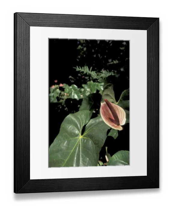 Framed Print : Caribbean, French West Indies, Martinique Jardin de Balata; Anthurium (Anthurium Framed Print : Caribbean, French West Indies, Martinique Jardin de Balata; Anthurium (Anthurium