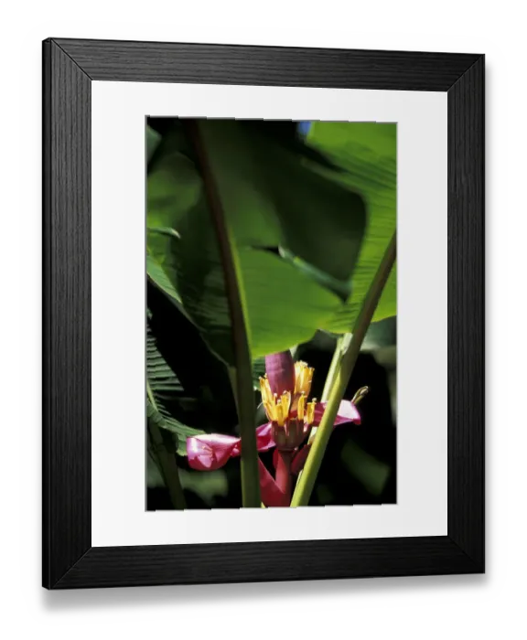 Framed Print : Caribbean, French West Indies, Martinique Jardin de Balata; Banana flower Framed Print : Caribbean, French West Indies, Martinique Jardin de Balata; Banana flower