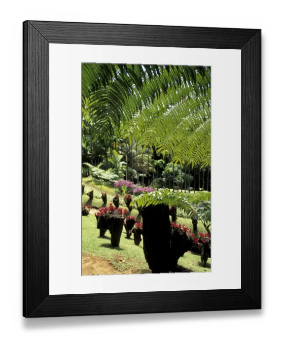 Framed Print : Caribbean, French West Indies, Martinique Jardin de Balata; tropical plants Framed Print : Caribbean, French West Indies, Martinique Jardin de Balata; tropical plants