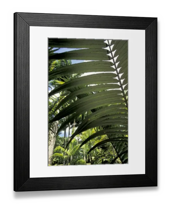 Framed Print : Caribbean, French West Indies, Martinique Jardin de Balata; tropical fronds and leaves