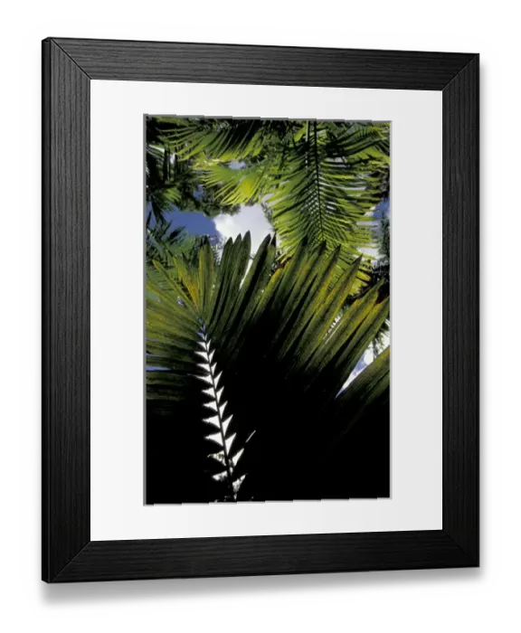 Framed Print : Caribbean, French West Indies, Martinique Jardin de Balata; tropical fronds and leaves Framed Print : Caribbean, French West Indies, Martinique Jardin de Balata; tropical fronds and leaves