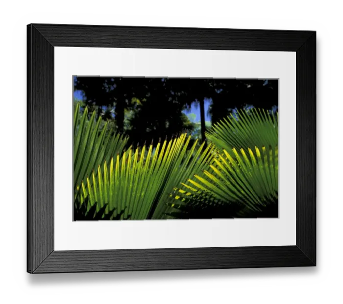 Framed Print : Caribbean, French West Indies, Martinique Jardin de Balata; tropical fronds and leaves Framed Print : Caribbean, French West Indies, Martinique Jardin de Balata; tropical fronds and leaves