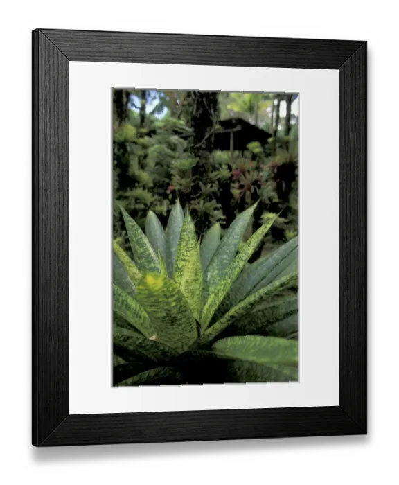 Framed Print : Caribbean, French West Indies, Martinique Jardin de Balata; Tropical fronds and leaves Framed Print : Caribbean, French West Indies, Martinique Jardin de Balata; Tropical fronds and leaves