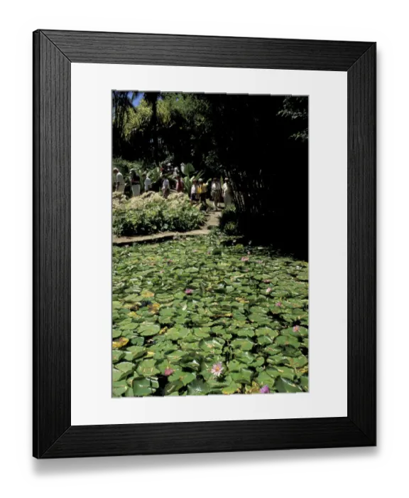 Framed Print : Caribbean, French West Indies, Martinique Jardin de Balata; Water lillies (Nymphaeceae) Framed Print : Caribbean, French West Indies, Martinique Jardin de Balata; Water lillies (Nymphaeceae)