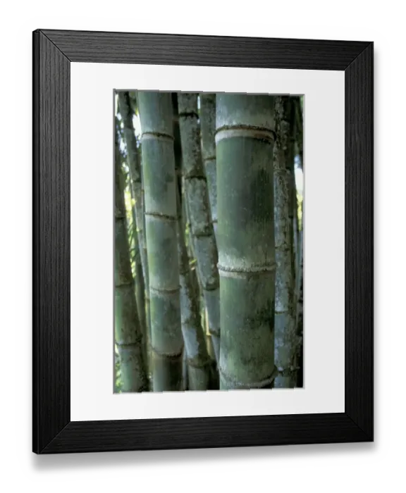 Framed Print : Caribbean, French West Indies, Martinique Jardin de Balata; bamboo grove