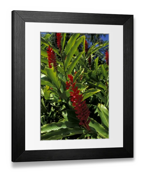 Framed Print : Caribbean, French West Indies, Martinique Jardin de Balata; red ginger (Alpinia Framed Print : Caribbean, French West Indies, Martinique Jardin de Balata; red ginger (Alpinia