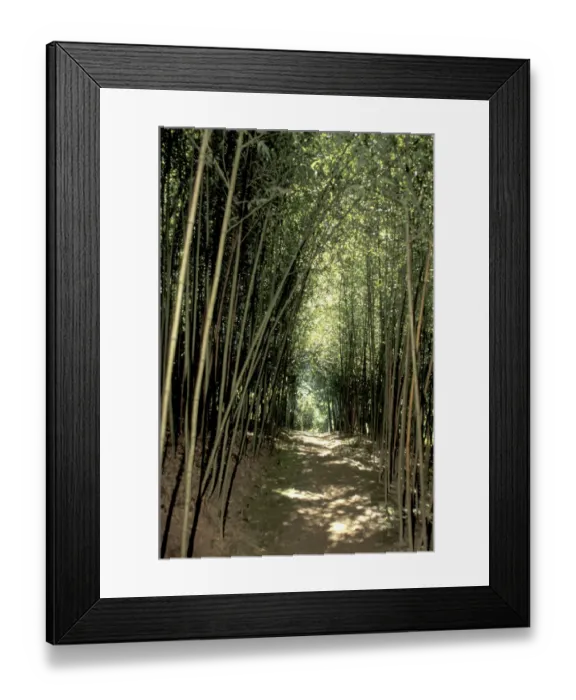Framed Print : Caribbean, French West Indies, Martinique Jardin de Balata; bamboo grove Framed Print : Caribbean, French West Indies, Martinique Jardin de Balata; bamboo grove