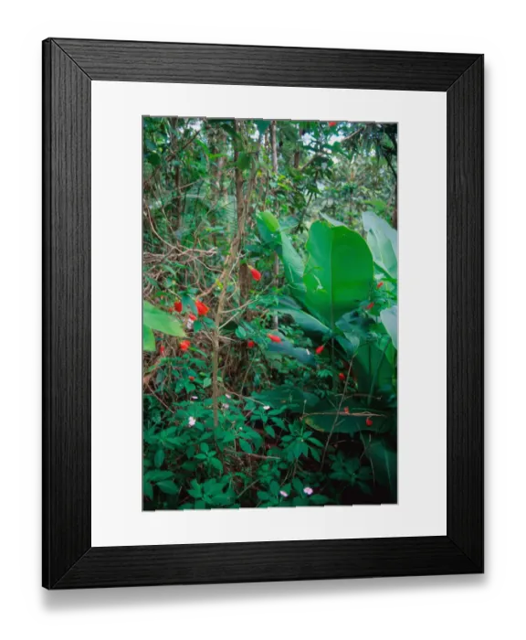 Framed Print : Caribbean, Puerto Rico. A water fall in the El Yunque rain forest Framed Print : Caribbean, Puerto Rico. A water fall in the El Yunque rain forest