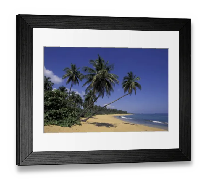 Framed Print : CARIBBEAN, Puerto Rico Palm tree lined coastline