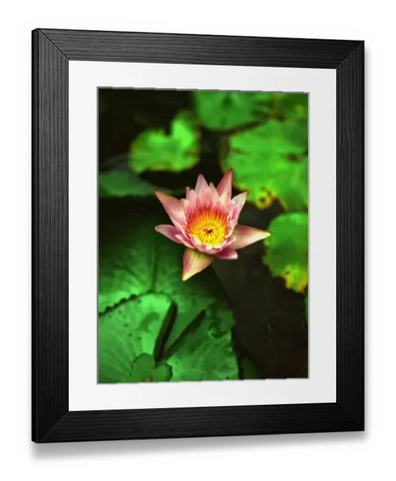 Framed Print : Caribbean, Puerto Rico, Rincon, Horned Dorsett, Gardens Framed Print : Caribbean, Puerto Rico, Rincon, Horned Dorsett, Gardens