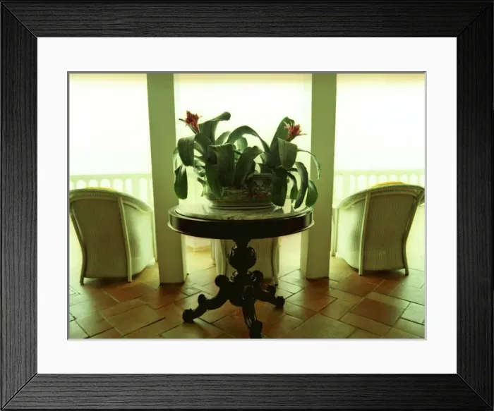 Framed Print : Caribbean, Puerto Rico, Rincon, Horned Dorsett Framed Print : Caribbean, Puerto Rico, Rincon, Horned Dorsett