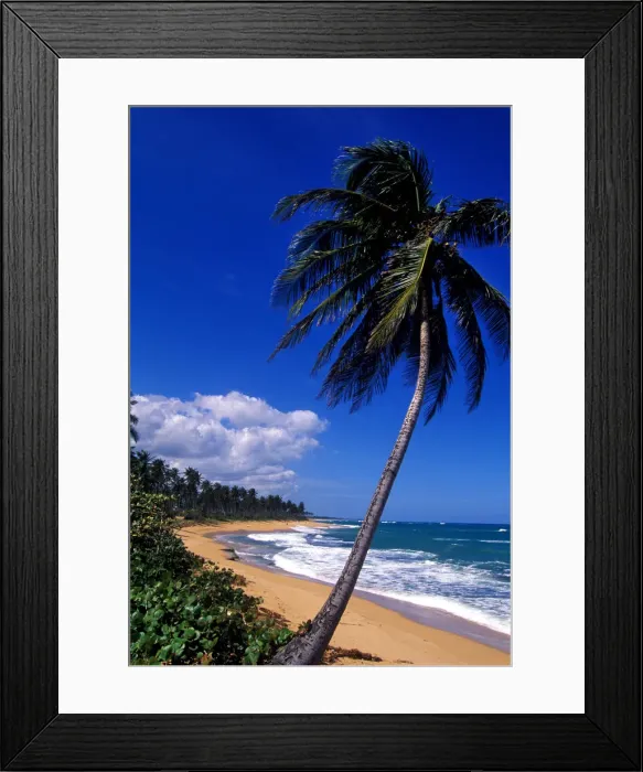 Framed Print : Caribbean, Puerto Rico, San Juan, Isla Verde, Palm tree lined beach