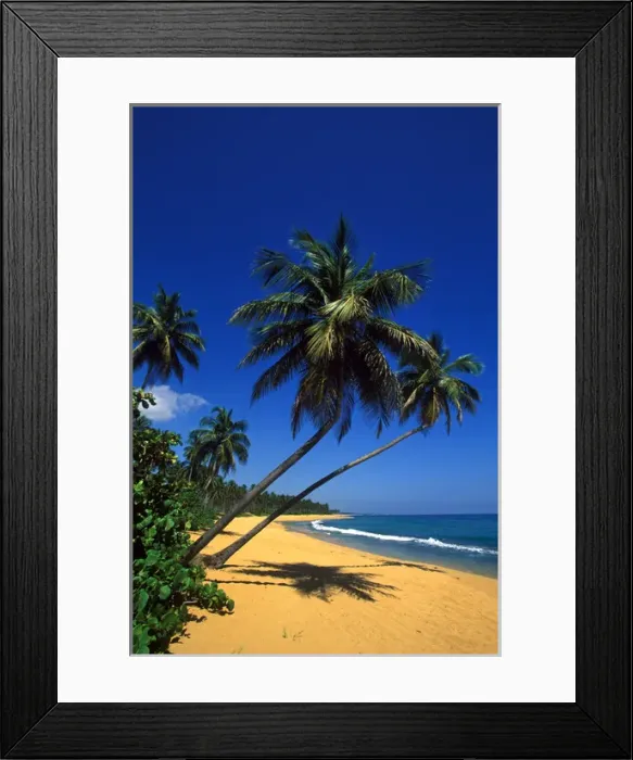 Framed Print : Caribbean, Puerto Rico, San Juan, Isla Verde, Palm tree lined beach