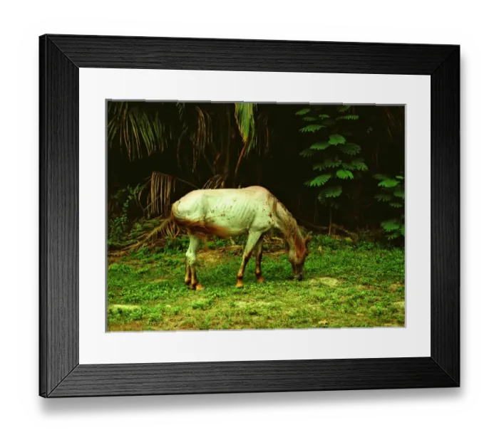 Framed Print : Caribbean, Southwest Puerto Rico, horse Framed Print : Caribbean, Southwest Puerto Rico, horse