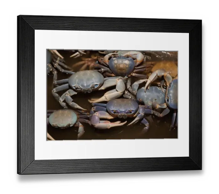 Framed Print : Blue Crab, served in local restaurants, Old San Juan Framed Print : Blue Crab, served in local restaurants, Old San Juan