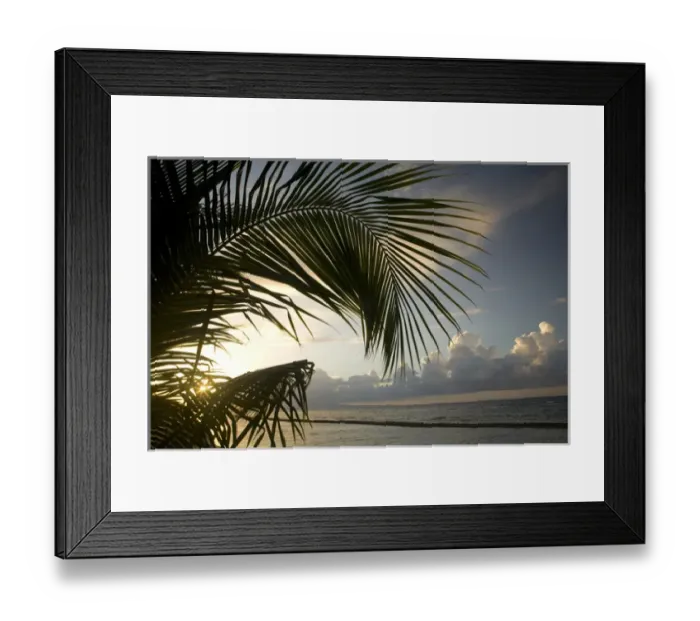 Framed Print : United States, Puerto Rico, Vieques. Palm trees, beach and Caribbean Sea Framed Print : United States, Puerto Rico, Vieques. Palm trees, beach and Caribbean Sea