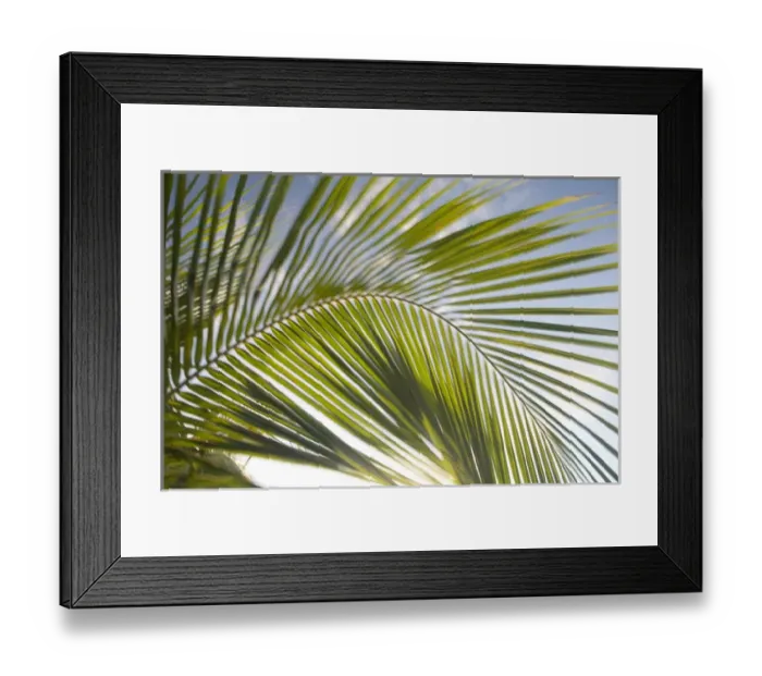 Framed Print : United States, Puerto Rico, Vieques. Palm fronds in motion